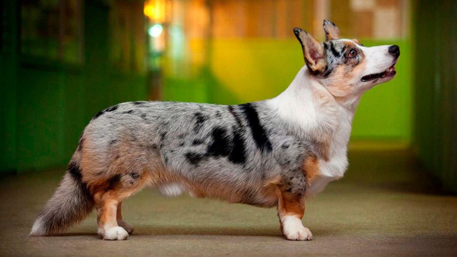 Корги пемброк Соболь