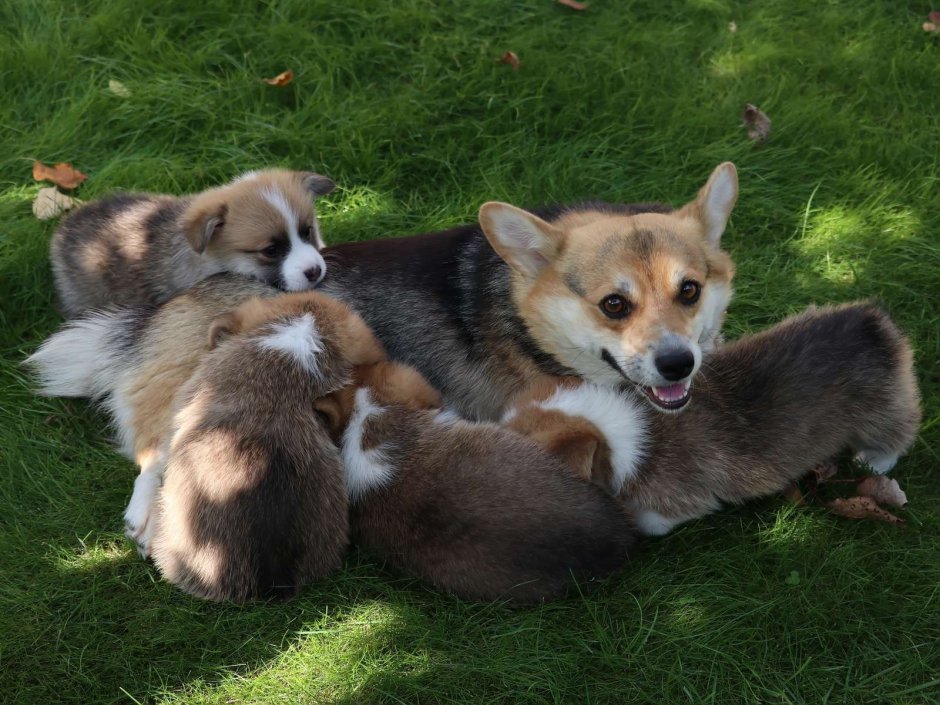 Вельш корги кардиган соболиный