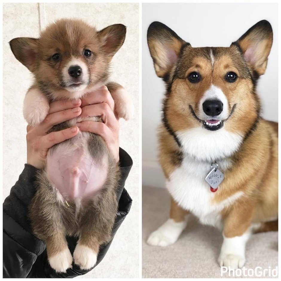 Вельш корги пемброк Триколор