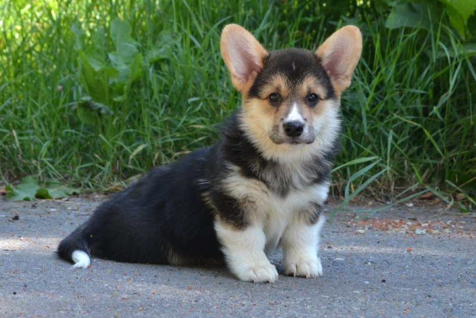 Корги пемброк чепрачный