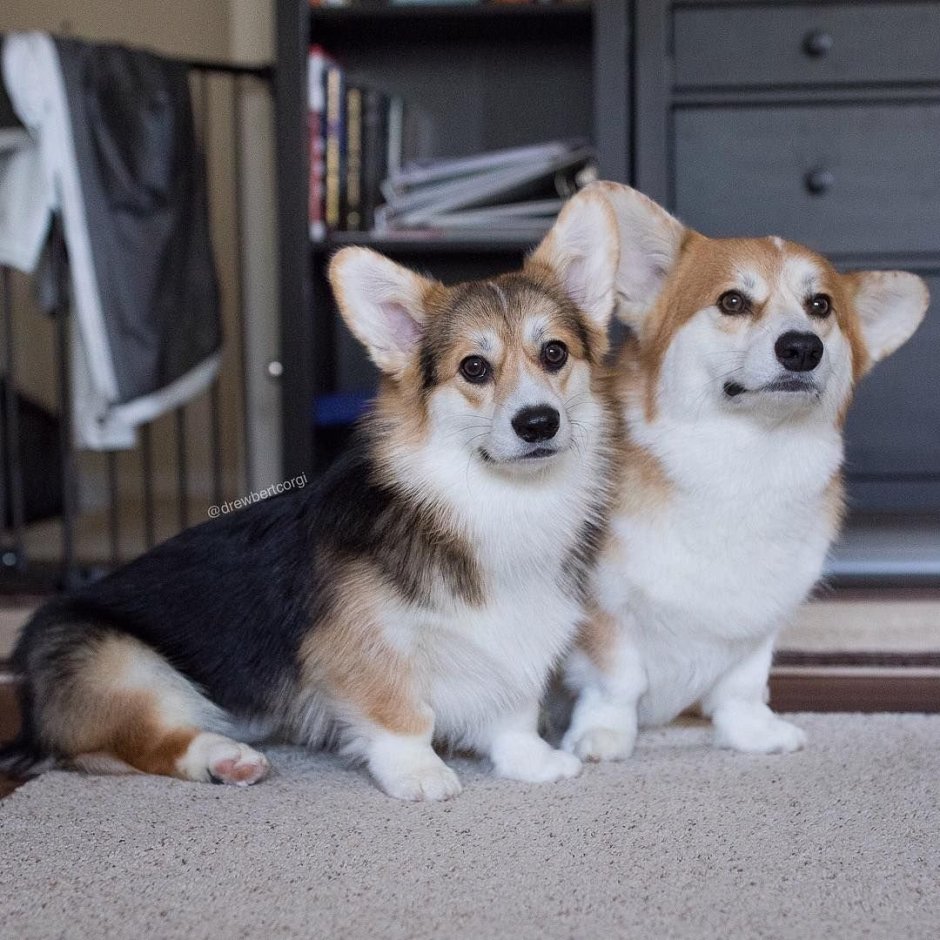 Корги пемброк