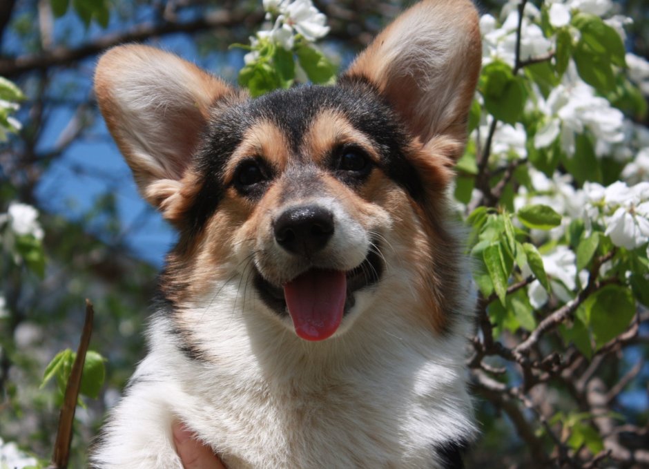 Соболиный вельш корги