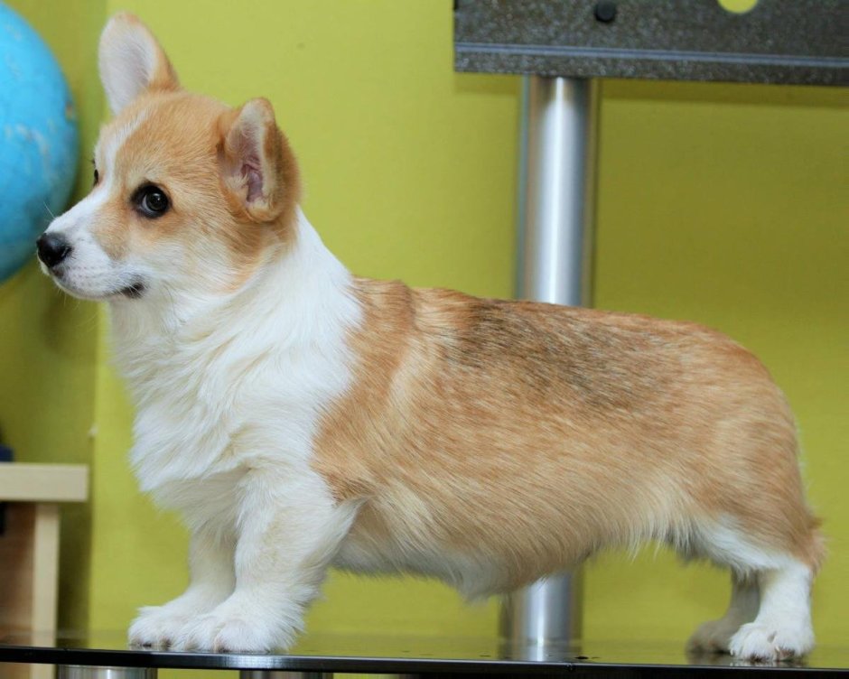 Вельш корги пемброк соболиный