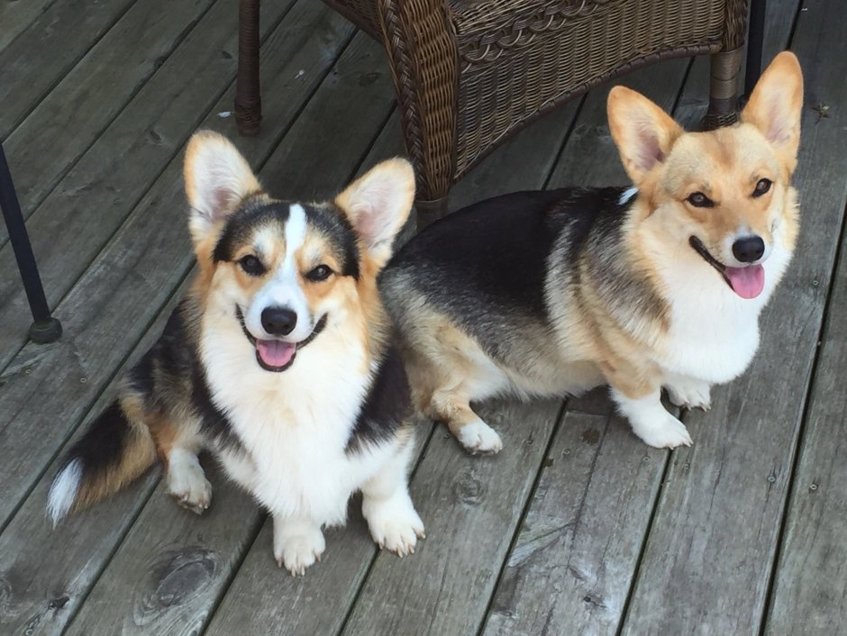 Соболиный вельш корги