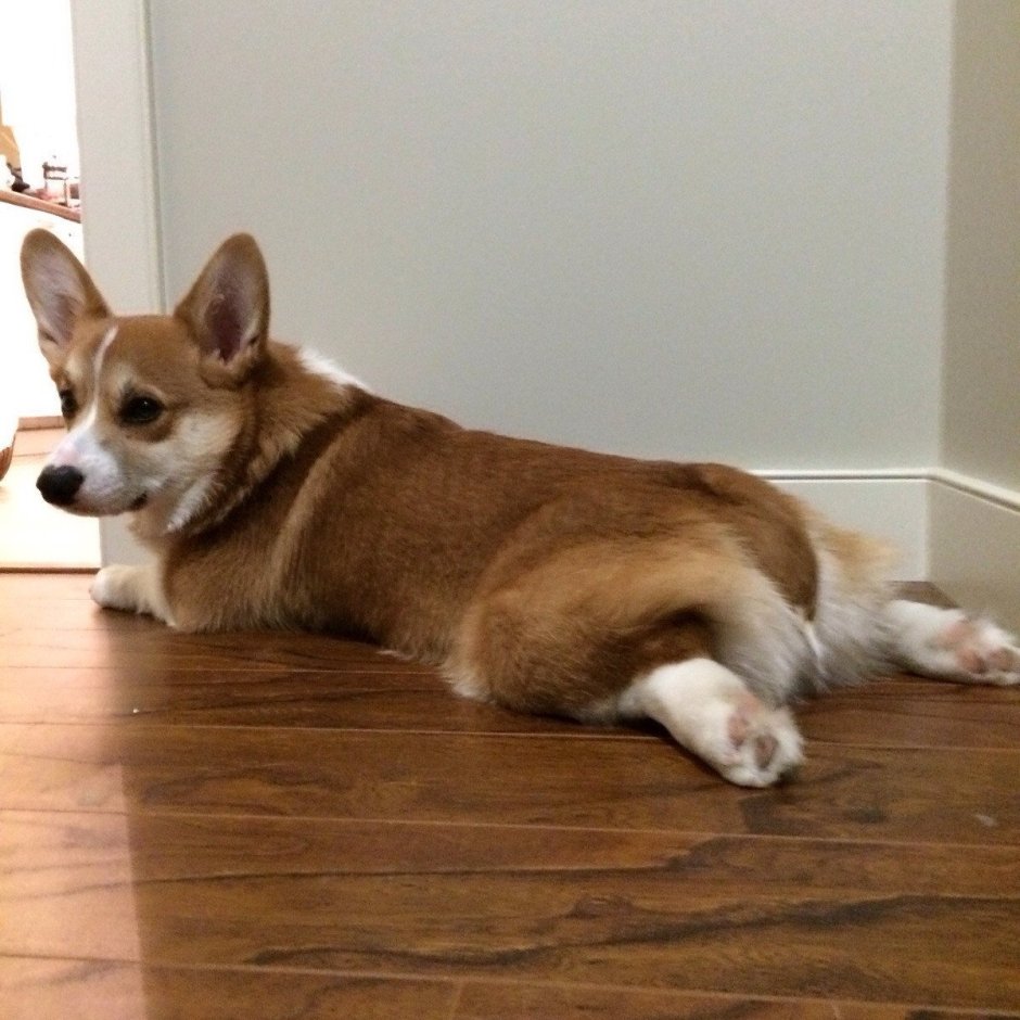 Вельш корги кардиган Триколор