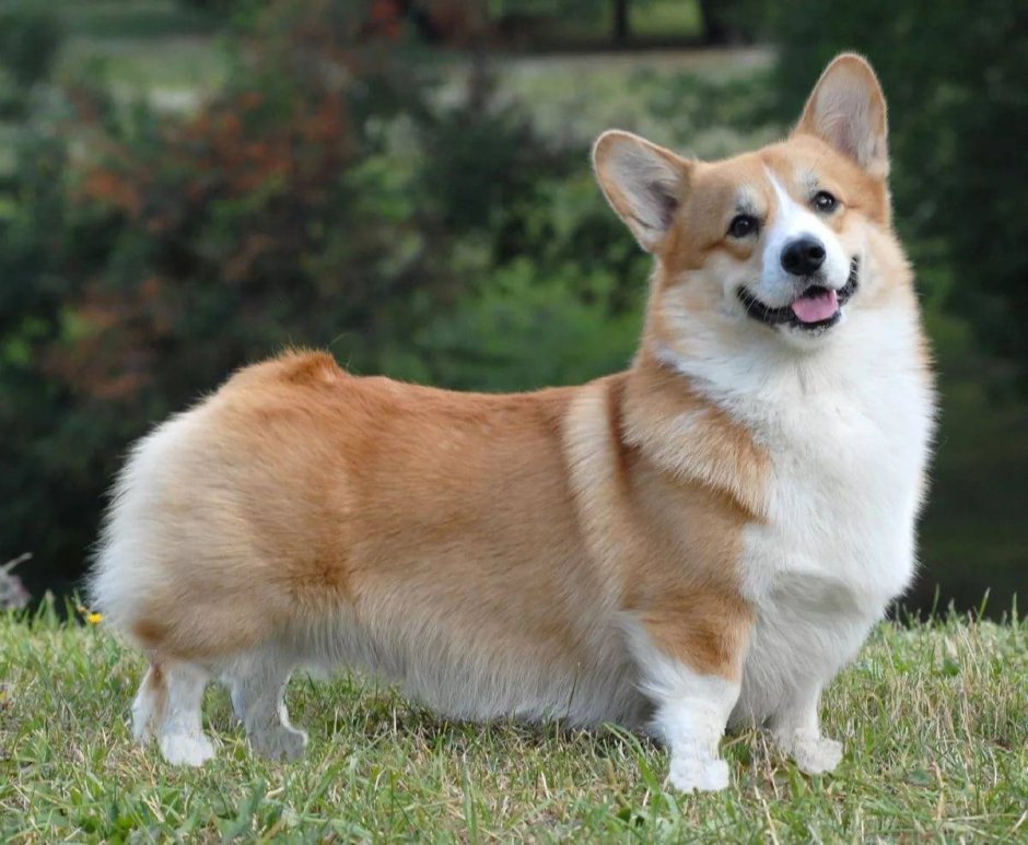 Соболиный корги