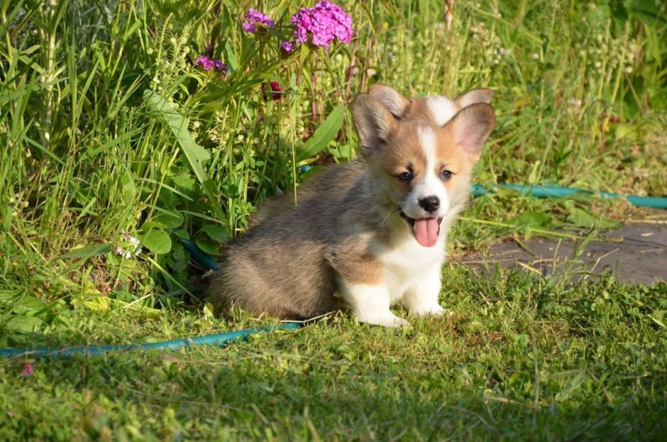 Вельш корги пемброк