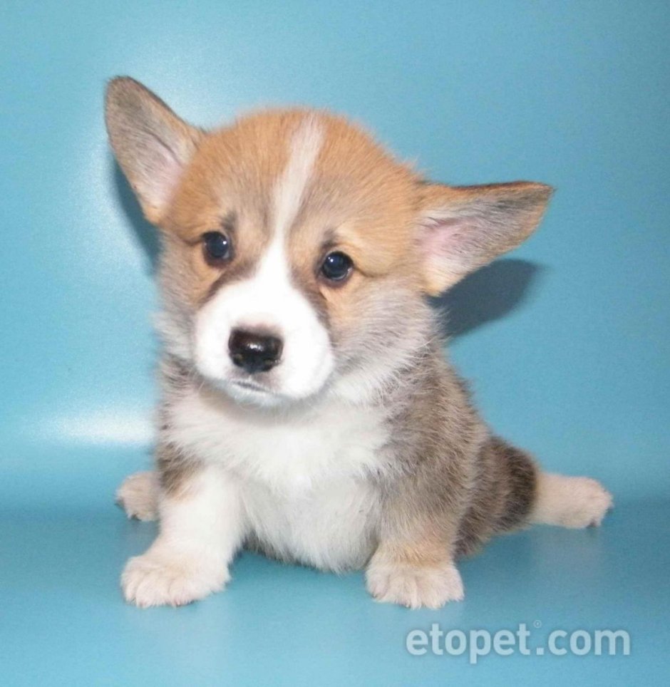 Вельш корги пемброк