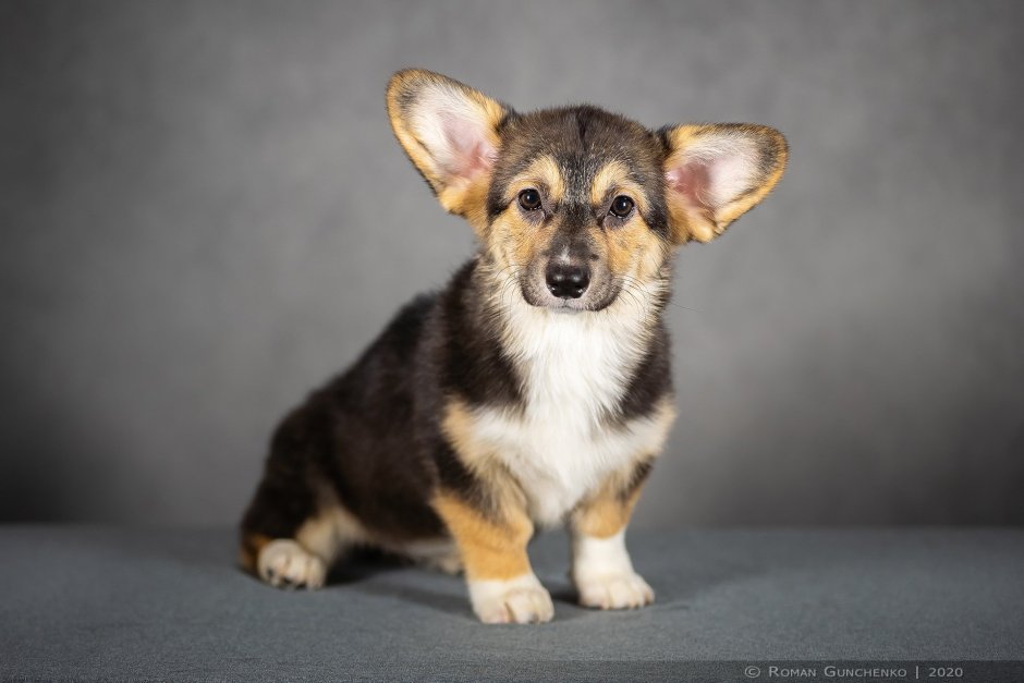 Вельш корги пемброк