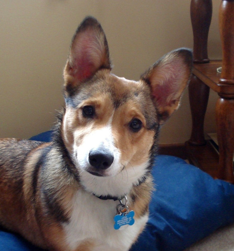 Вельш корги пемброк