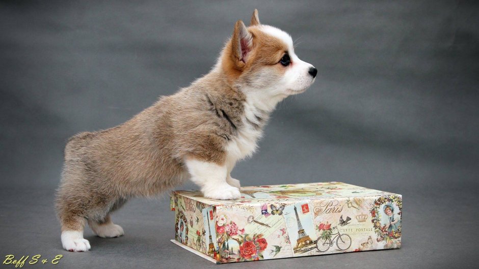 Корги пемброк Триколор