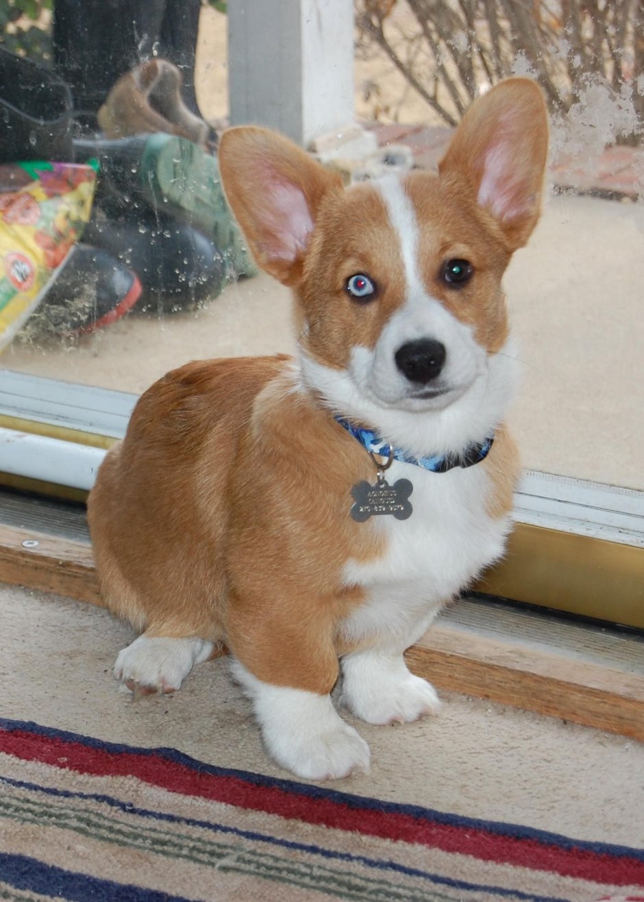 Корги пемброк окрасы