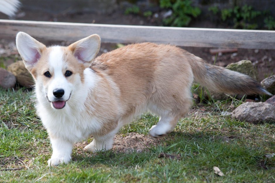 Вельш корги пемброк сзади
