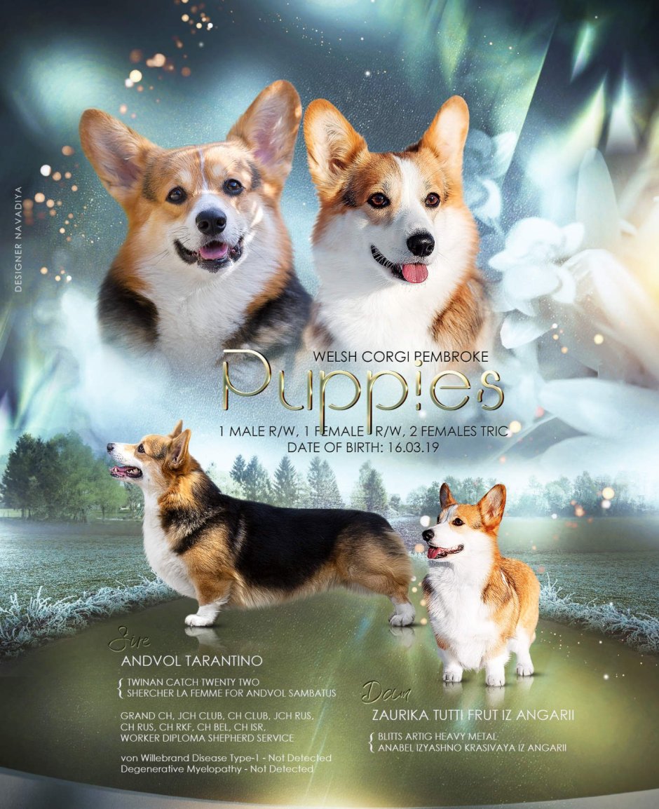 Соболиный корги