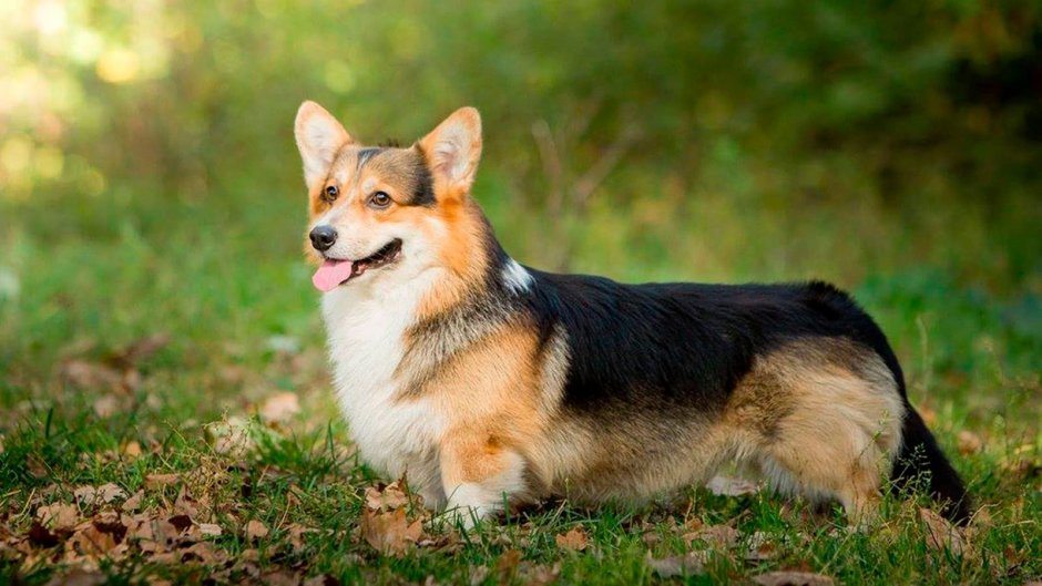 Корги соболиный окрас