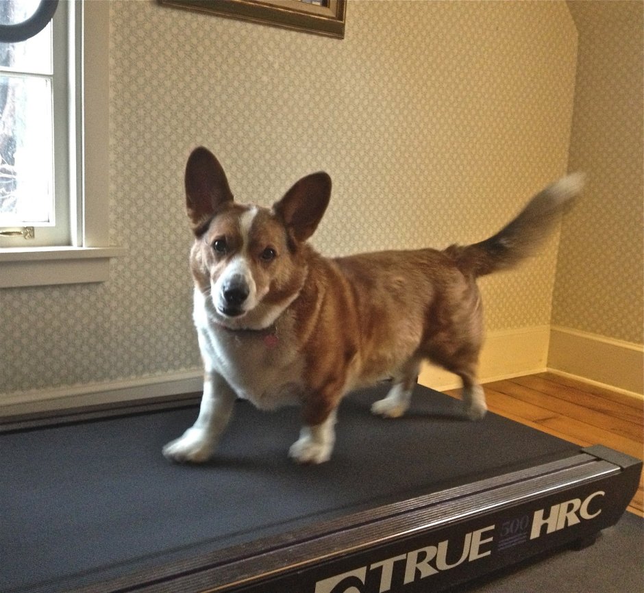 Корги кардиган соболиный окрас