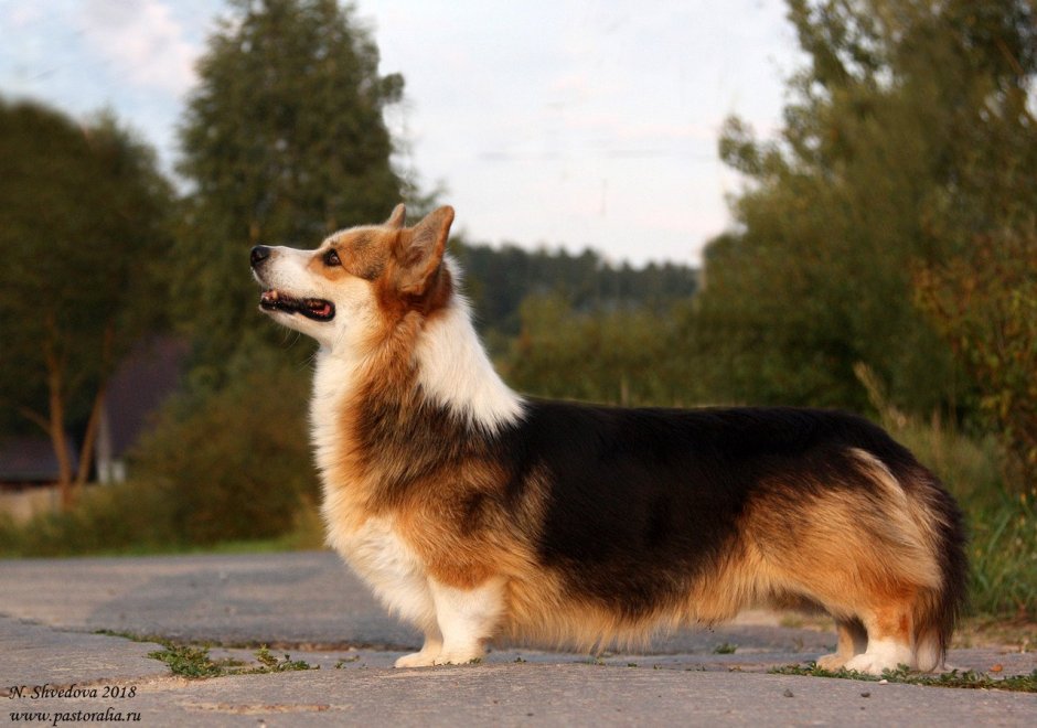 Вельш корги пемброк