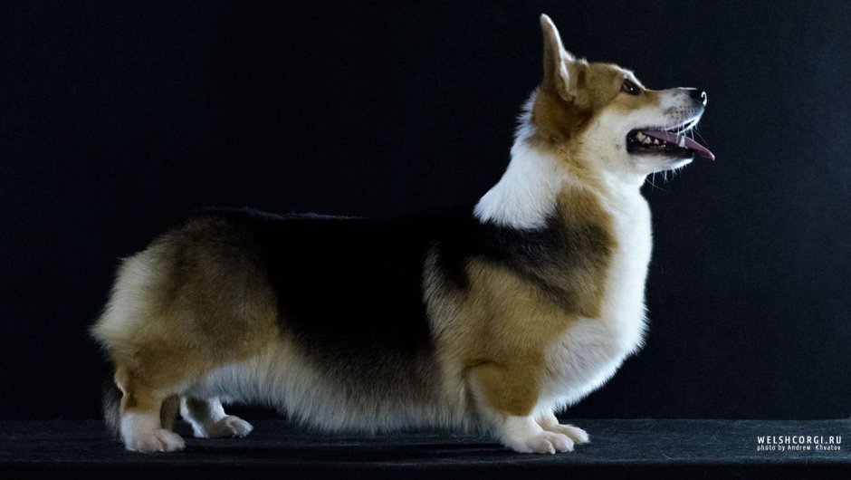 Корги флаффи