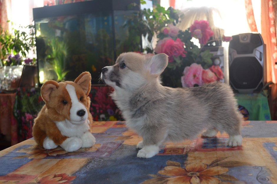 Соболиный вельш корги