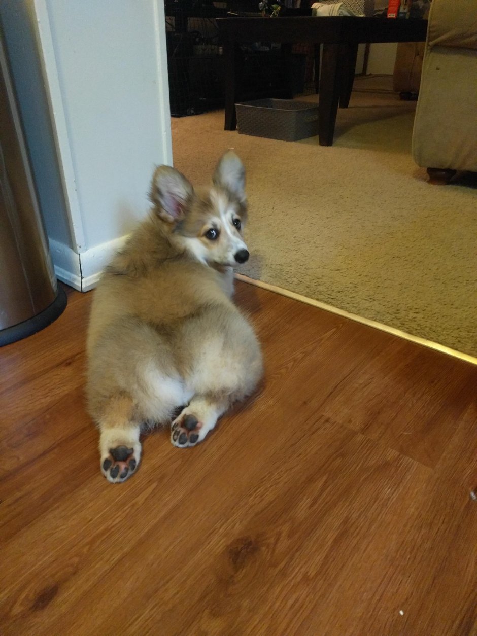 Корги пемброк Триколор