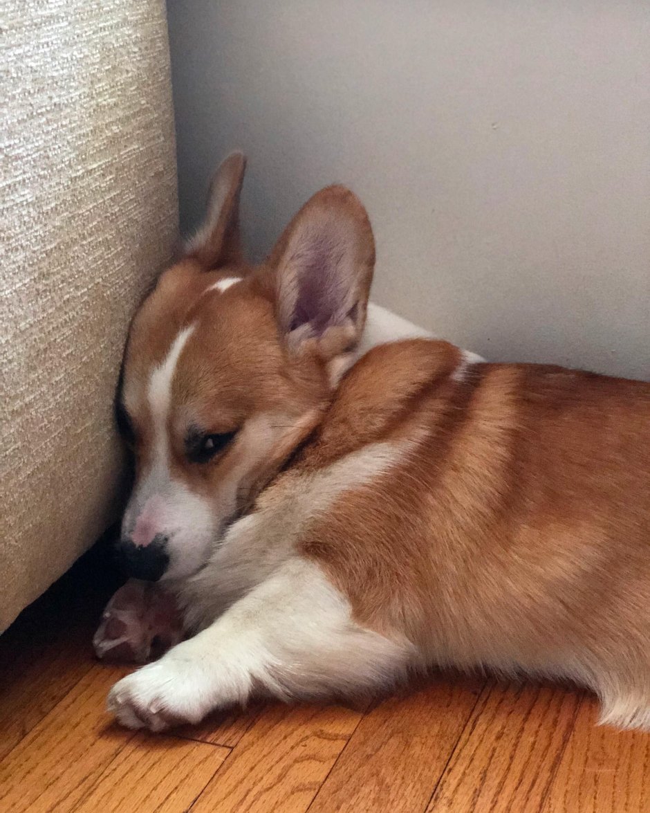 Корги кардиган соболиный