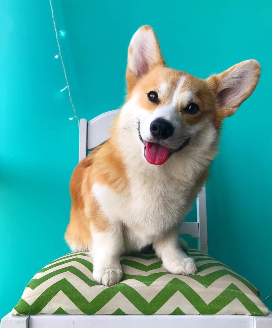 Вельш корги пемброк расцветки