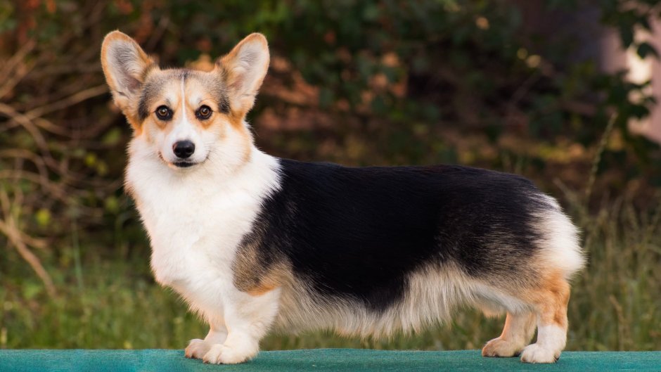 Вельш корги кардиган Триколор