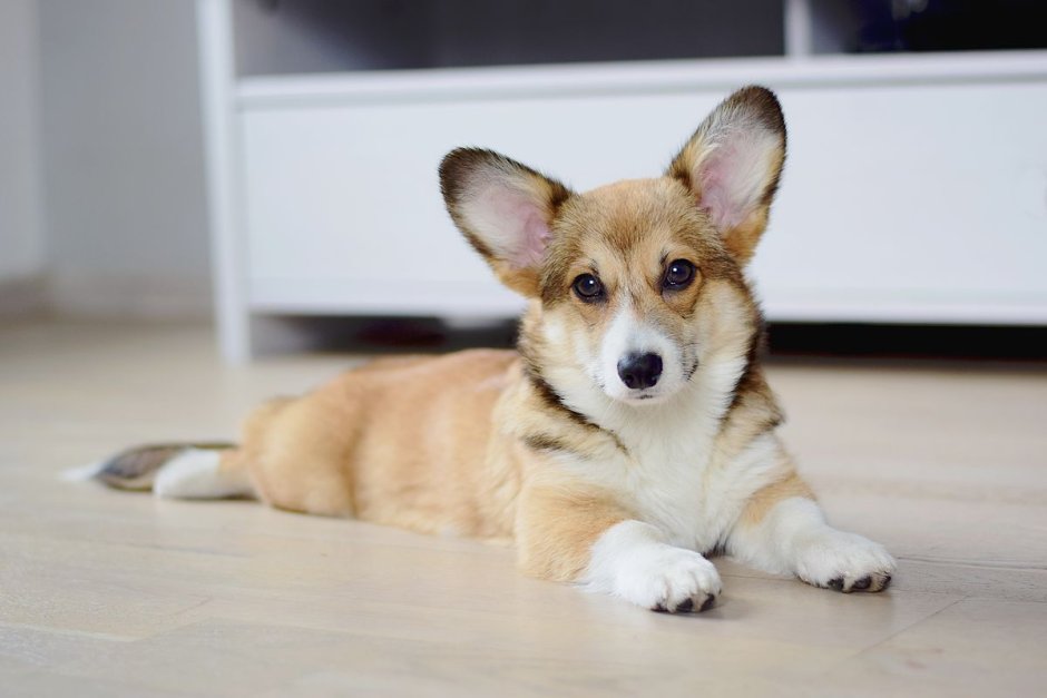 Соболиный корги пемброк