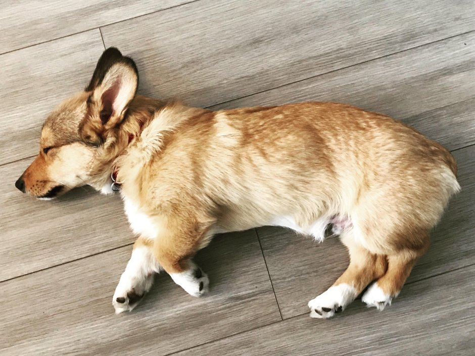 Вельш корги пемброк окрасы