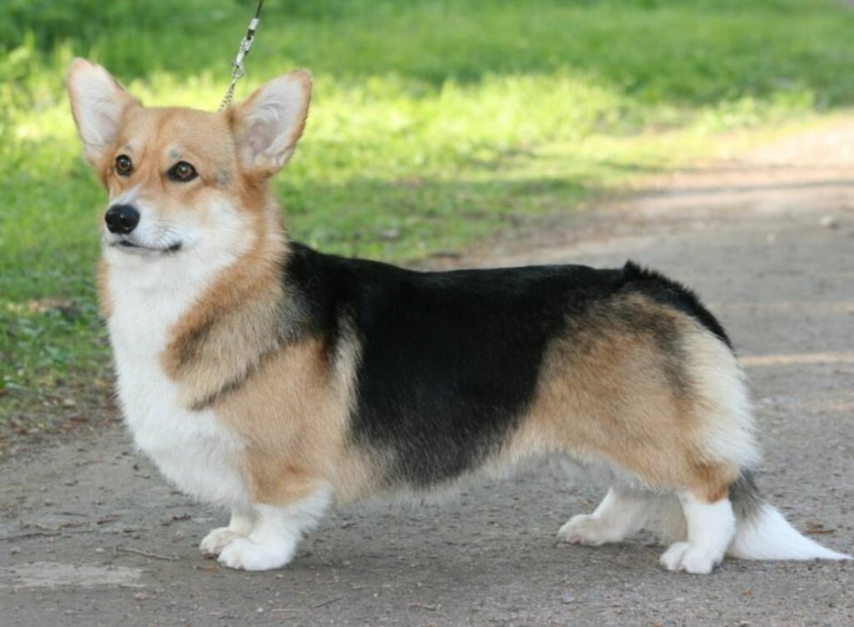 Корги кардиган Блю Мерль