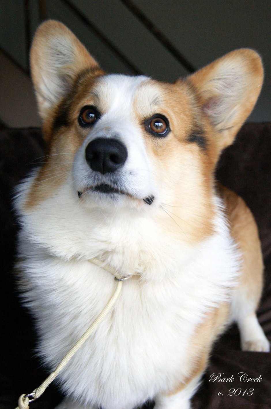 Вельш корги пемброк