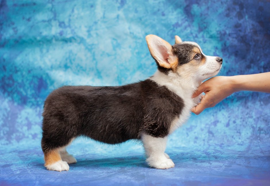 Вельш корги пемброк окрасы