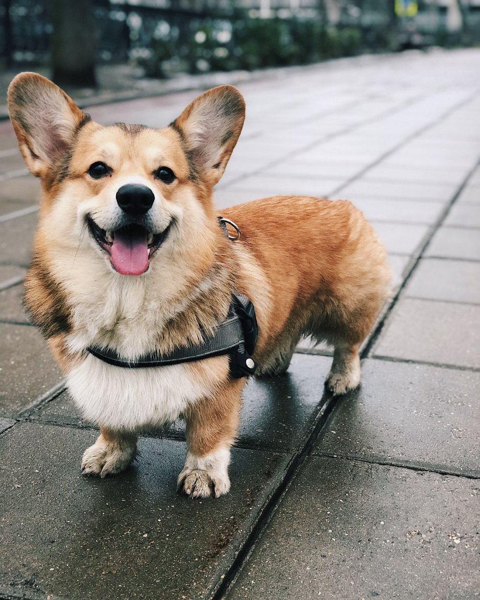 Соболиный корги пемброк