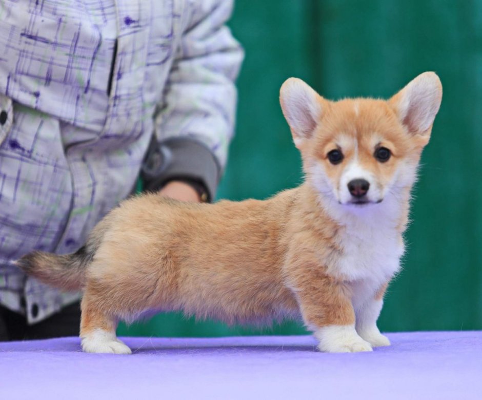 Корги пемброк