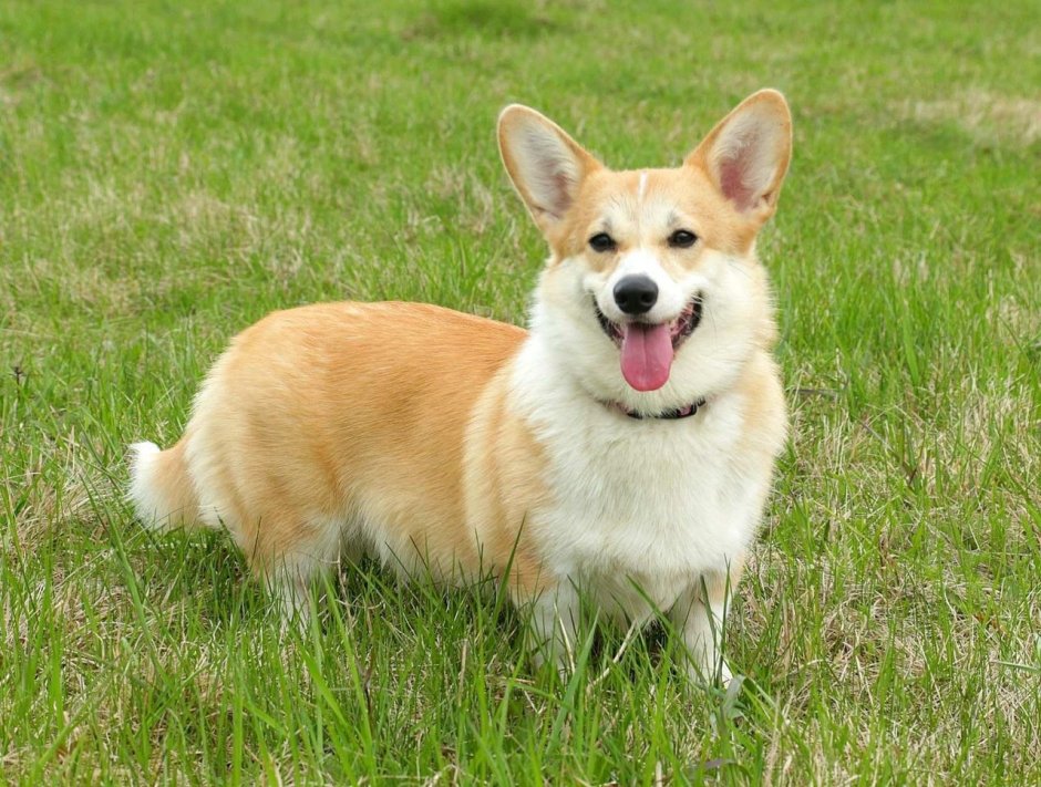 Корги пемброк соболиный окрас