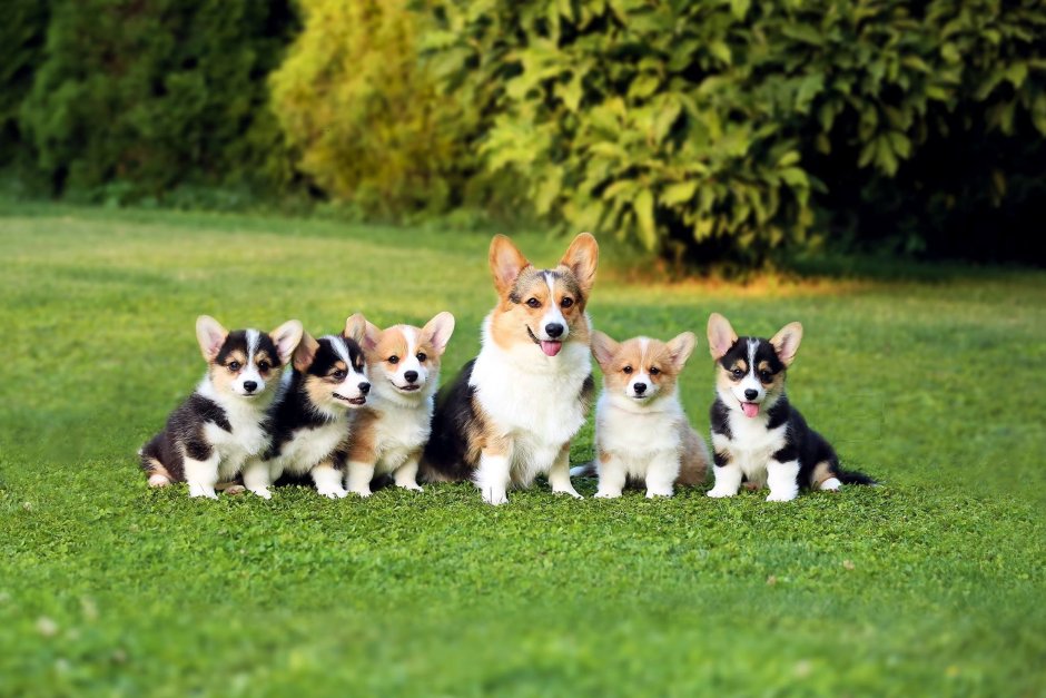 Вельш кардиган корги Blueberry