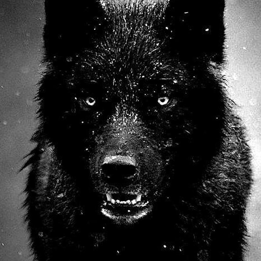 Black Wolf надпись