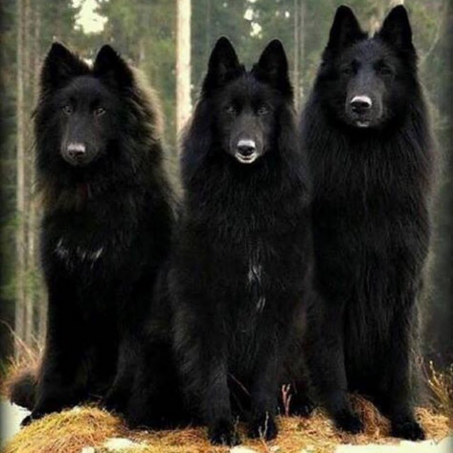 Черный волк на аву