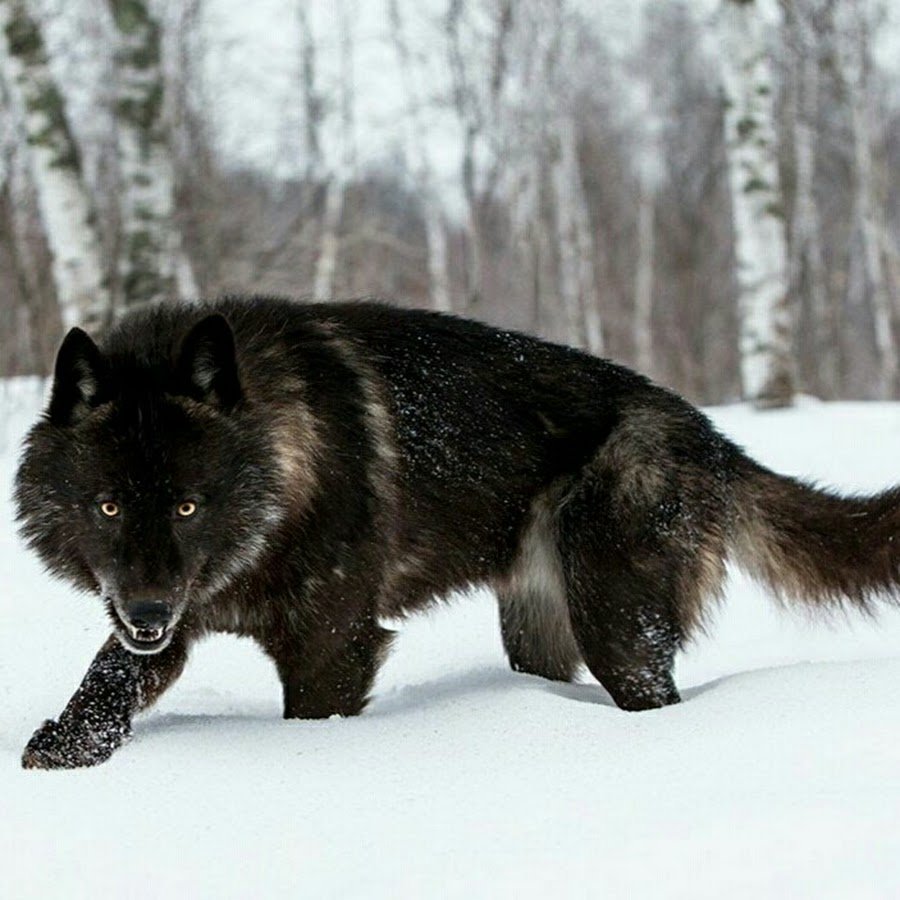 Блэк вольф