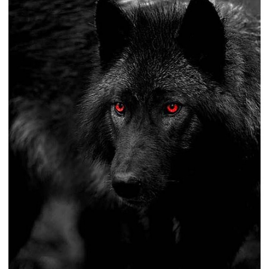 Волк с горящими глазами