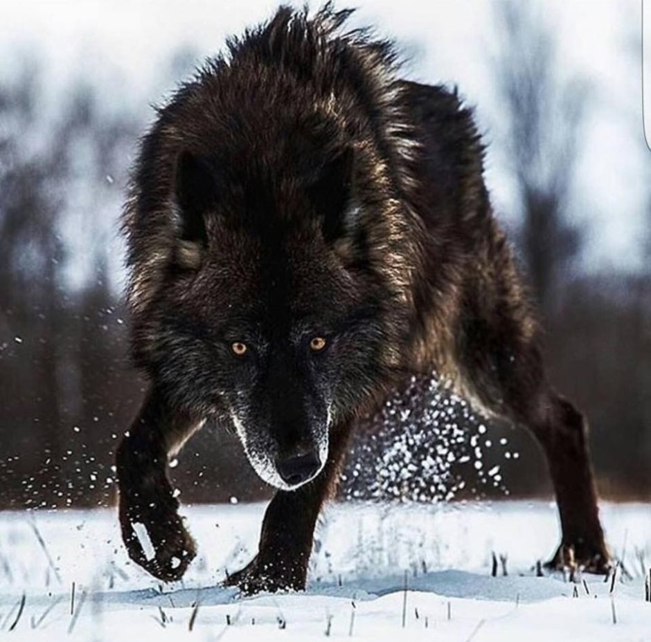 Клан Волков