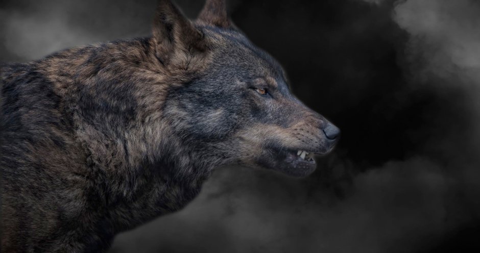 Блэк Вольф арт волка