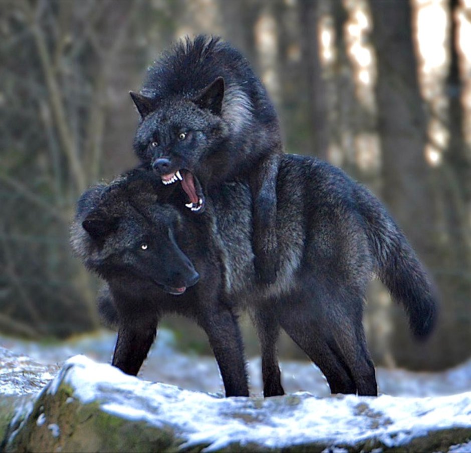 Одинокий волк картинки на аву