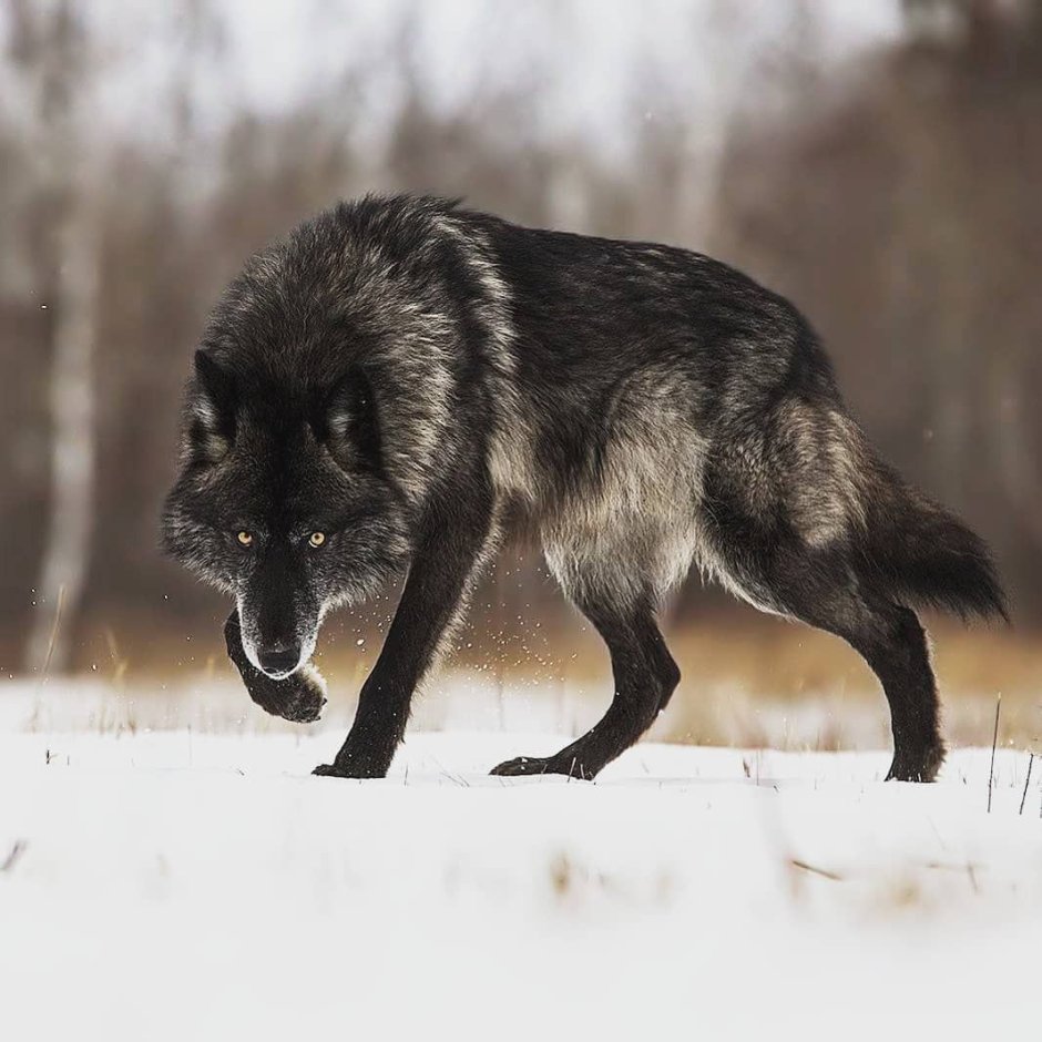 Волк на рабочий стол
