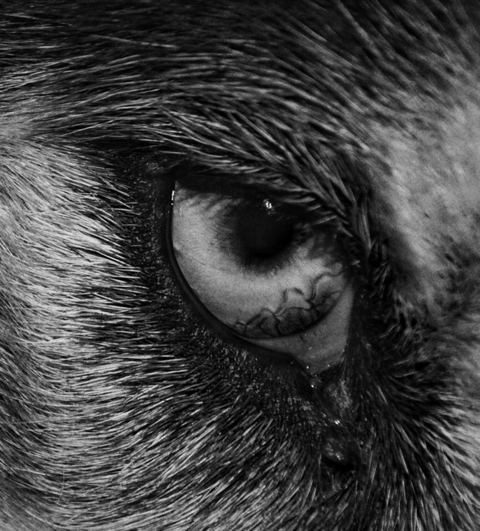 Канадский волк меланист