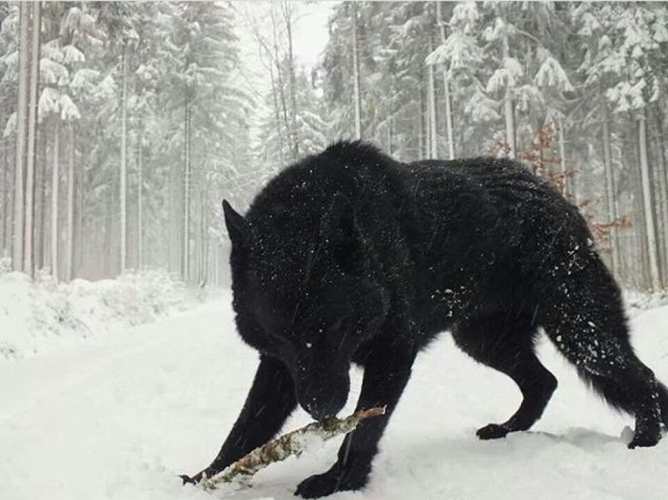 Надпись Black Wolf граффити