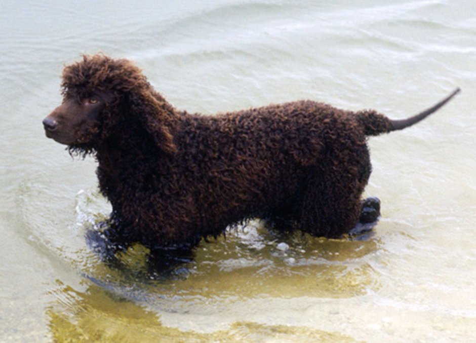 Английский водяной спаниель