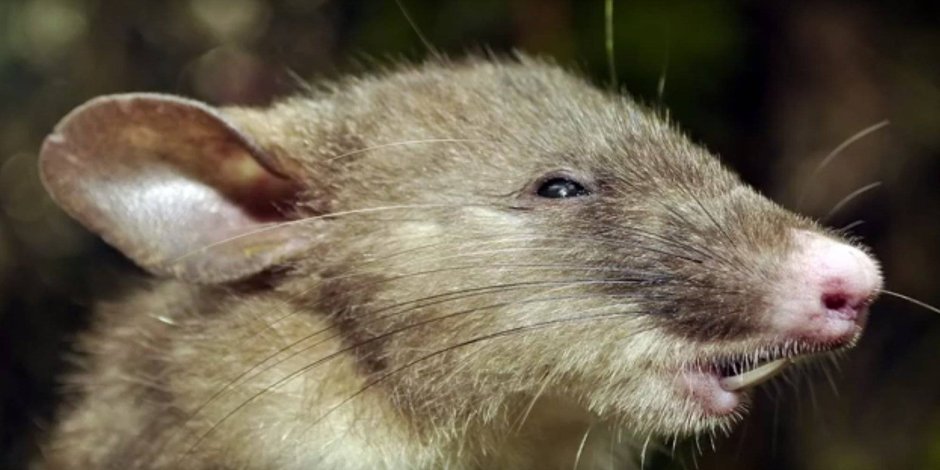 Paucidentomys vermidax