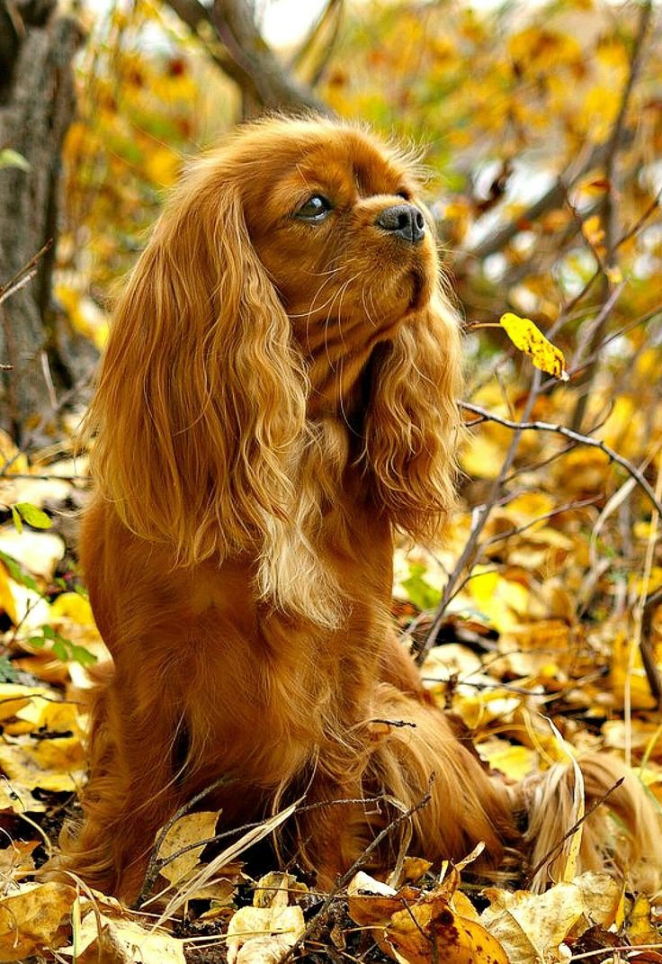 Американский Водный спаниель белый