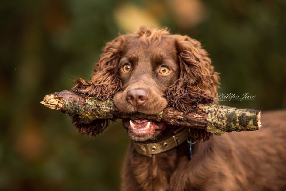 Водяной кокер спаниель